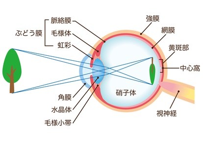 眼の仕組み